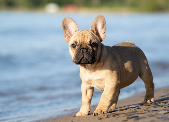 Flamingo Point - Miami Beach - Dog